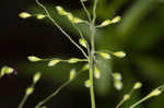 Bosc's panicgrass